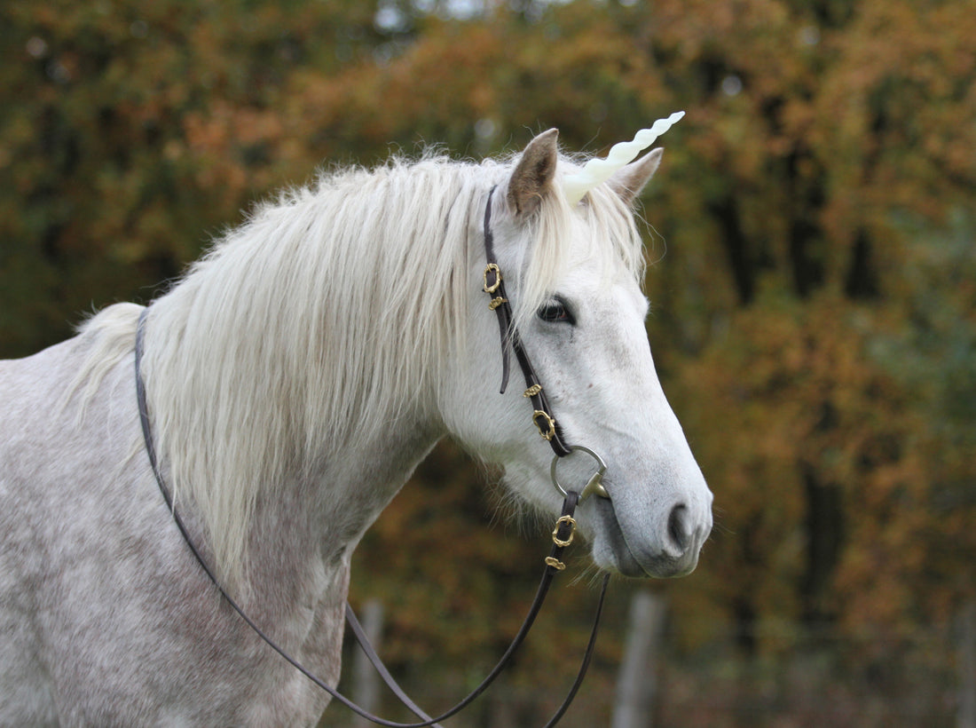 Equestrian Photographer Profile:  Zoé Photography