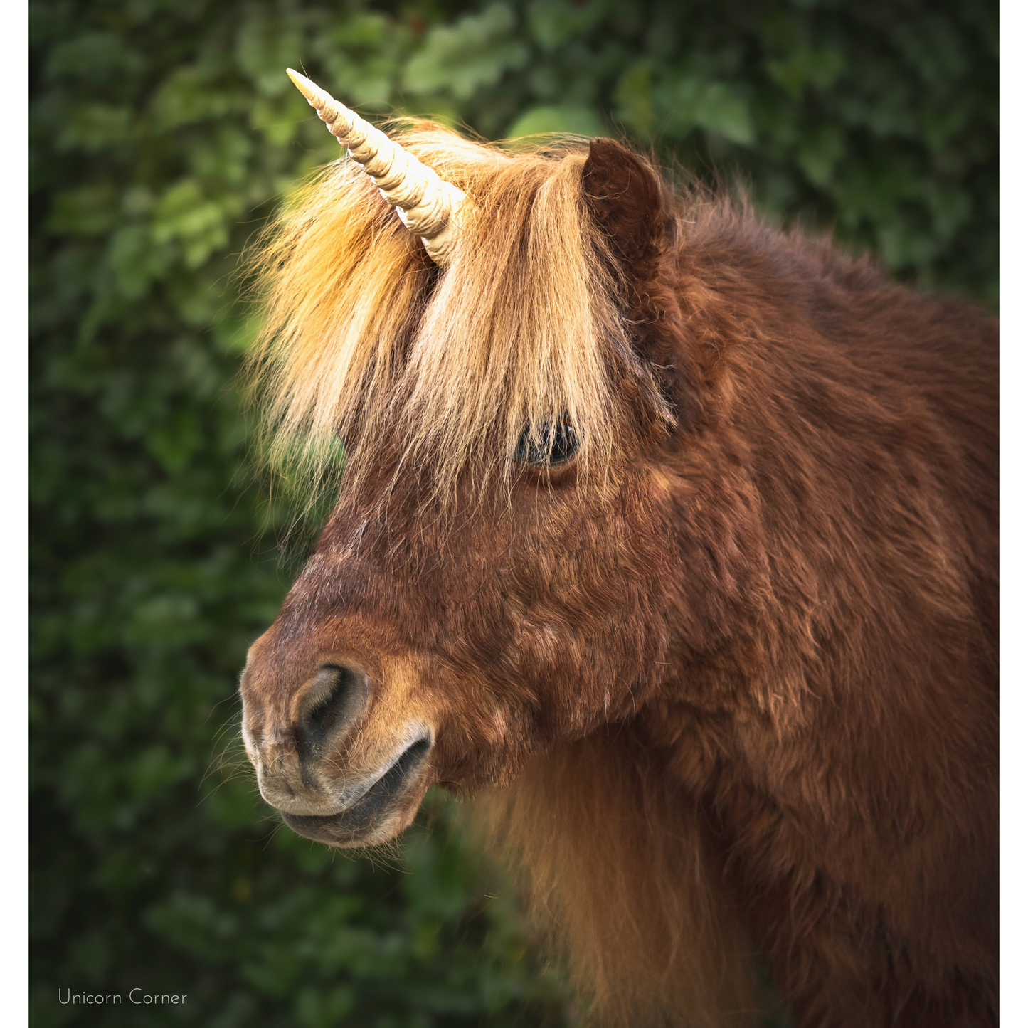 Textured Unicorn Horn for Horses and Ponies